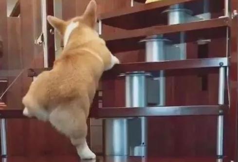 柯基犬智商排名是第几