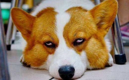 柯基犬智商排名是第几