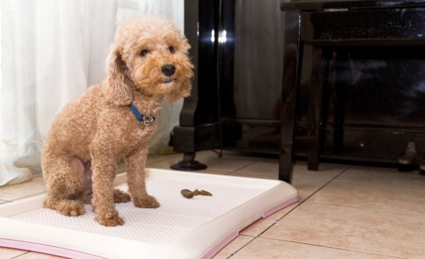 法斗犬怎么训练大小便