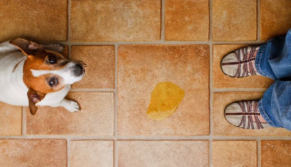法斗犬怎么训练大小便