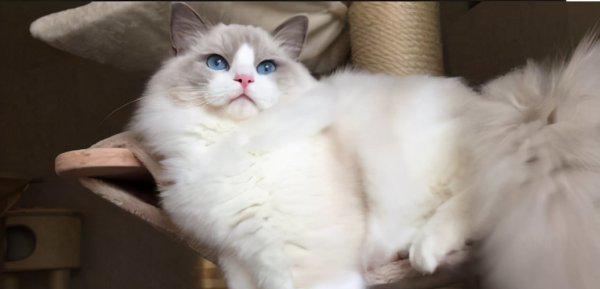 布偶猫怎么分辨蓝双和海双