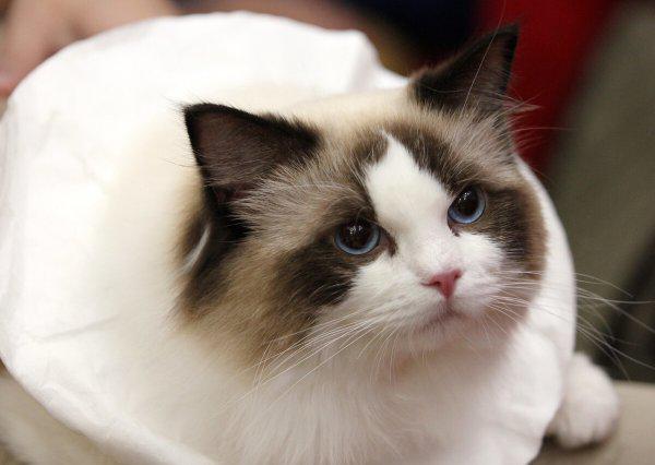 布偶猫怎么分辨蓝双和海双