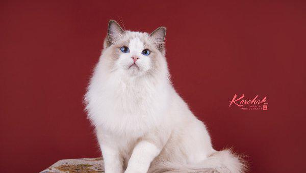 布偶猫怎么分辨蓝双和海双