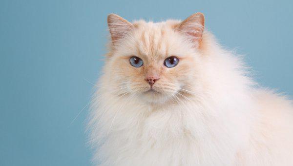 布偶猫怎么分辨蓝双和海双