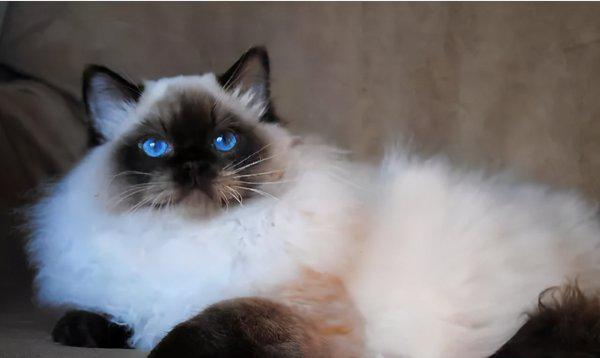 布偶猫怎么分辨蓝双和海双