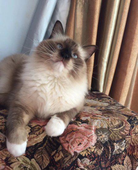 布偶猫怎么分辨蓝双和海双