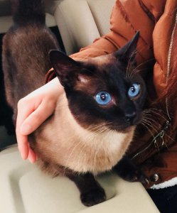 暹罗猫怎样才算认主人了 暹罗猫认主人的6个表现