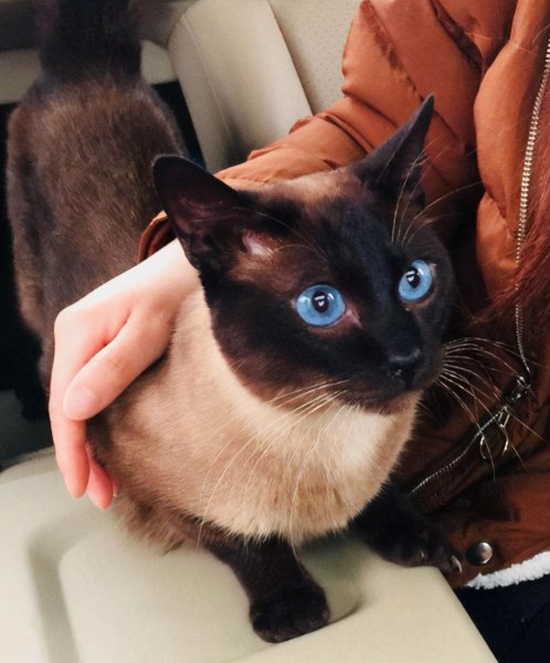 暹罗猫怎样才算认主人了