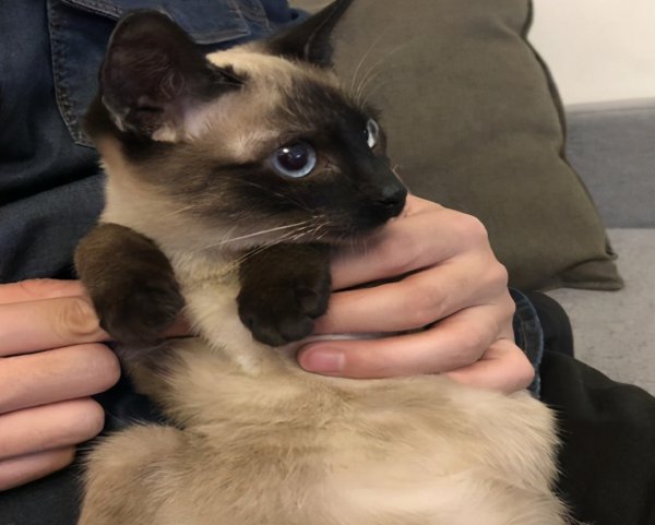 暹罗猫怎样才算认主人了