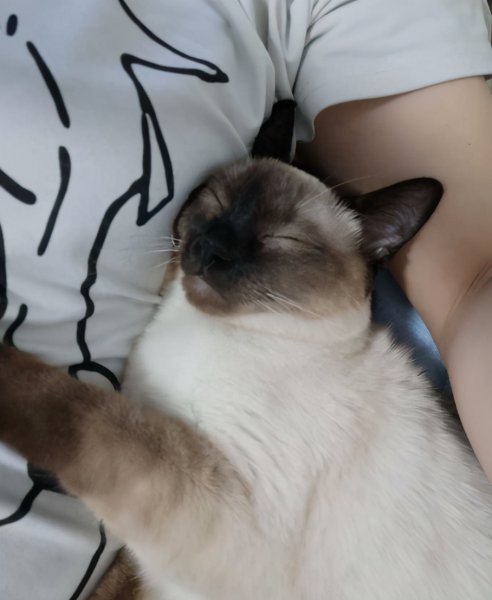 暹罗猫怎样才算认主人了