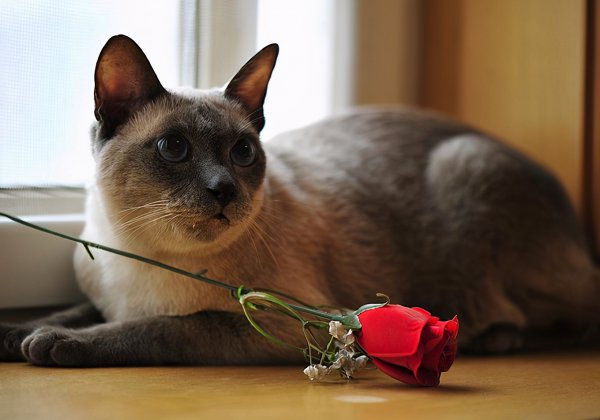 暹罗猫怎样才算认主人了