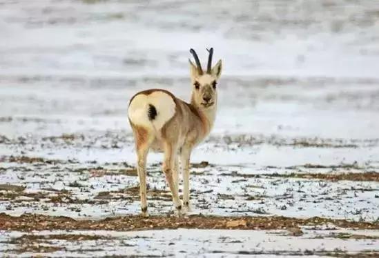 野狍子是什么动物