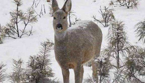 野狍子是什么动物