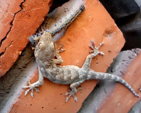 家里有壁虎需要赶走吗