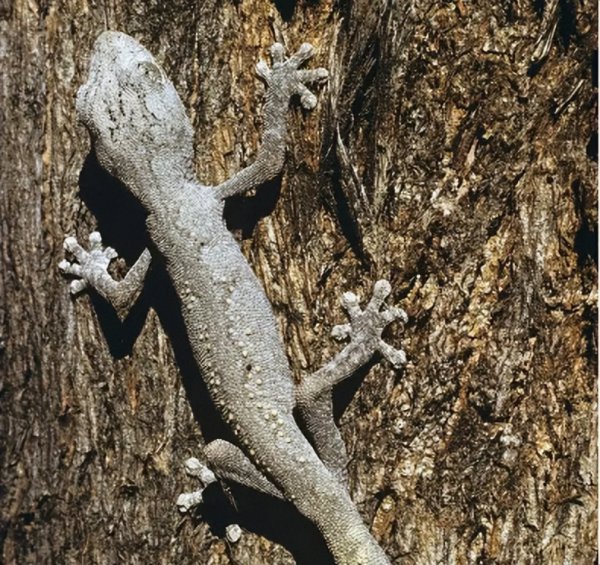 家里有壁虎需要赶走吗