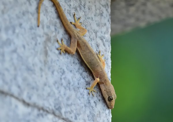 家里有壁虎需要赶走吗