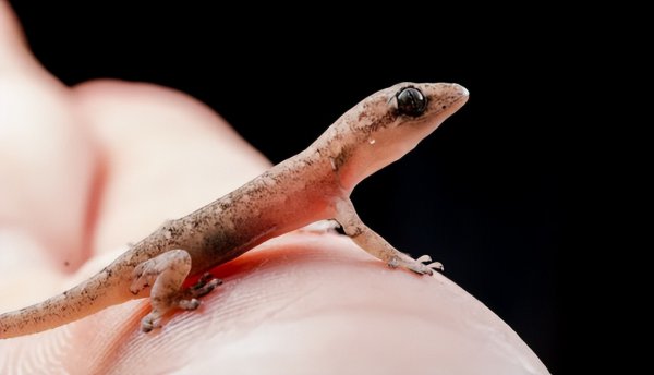 家里有壁虎需要赶走吗