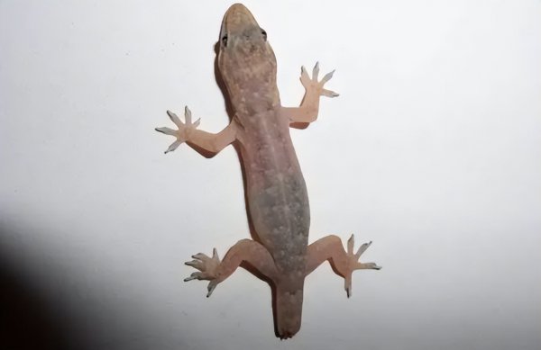 家里有壁虎需要赶走吗