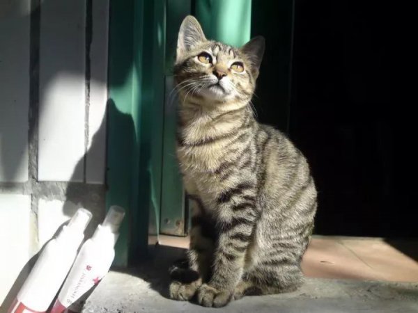 什么猫好养而且不贵