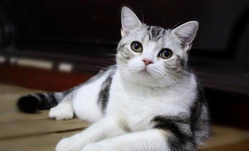 什么猫好养而且不贵