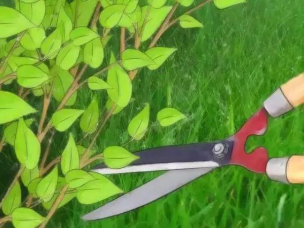 家里放一物绝对没跳蚤