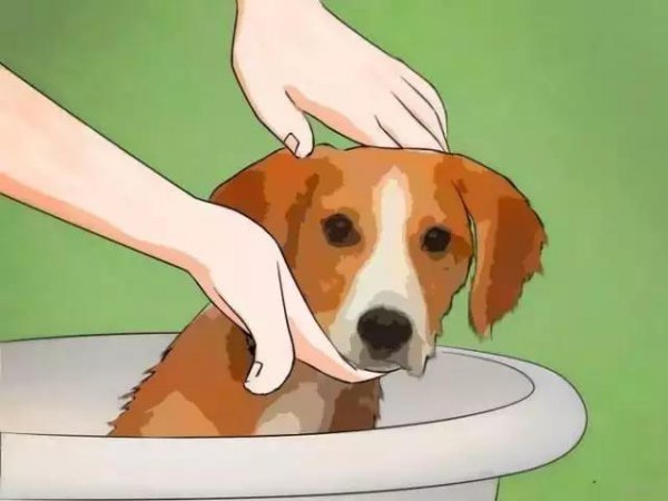 家里放一物绝对没跳蚤