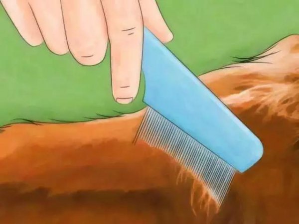 家里放一物绝对没跳蚤