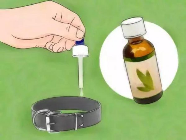 家里放一物绝对没跳蚤