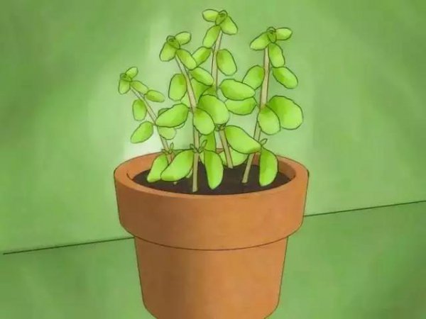 家里放一物绝对没跳蚤