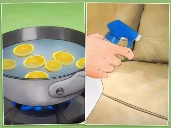 家里放一物绝对没跳蚤