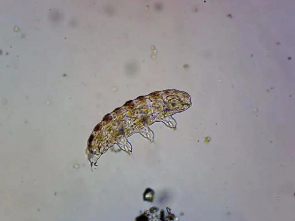 水熊虫寿命是多少年