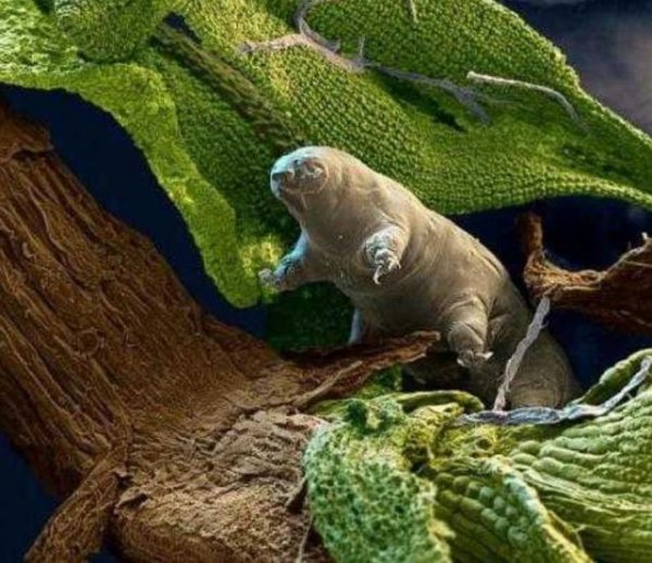 水熊虫寿命是多少年