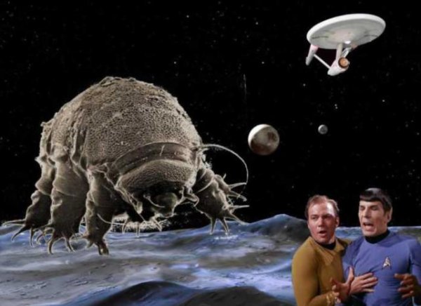 水熊虫寿命是多少年