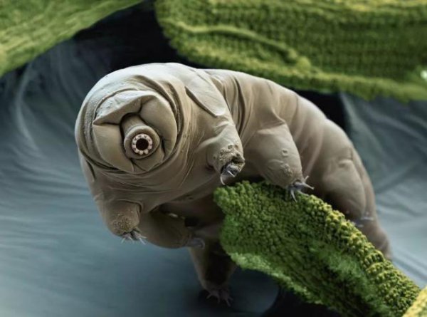 水熊虫寿命是多少年