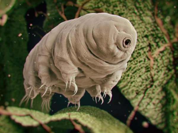 水熊虫寿命是多少年