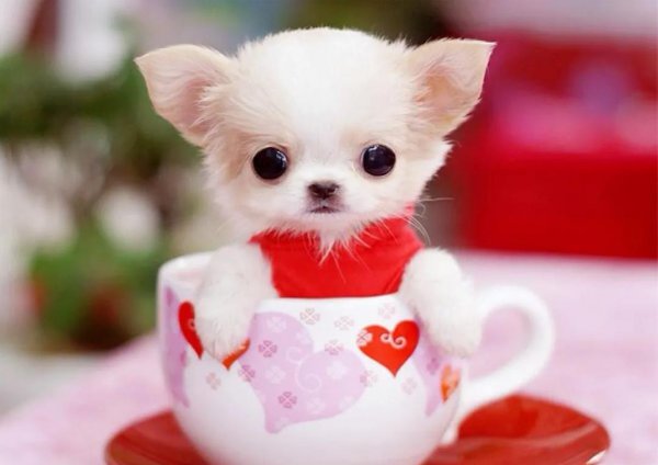 茶杯犬为什么不能养