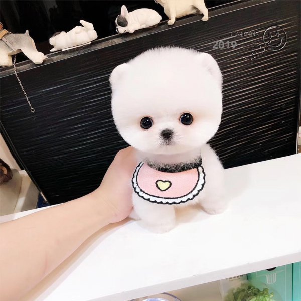 茶杯犬为什么不能养