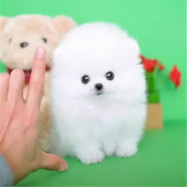 茶杯犬为什么不能养