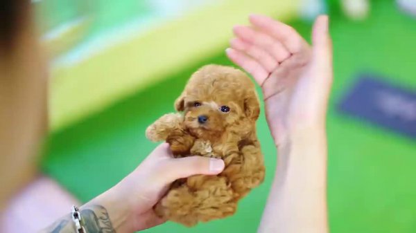 茶杯犬为什么不能养