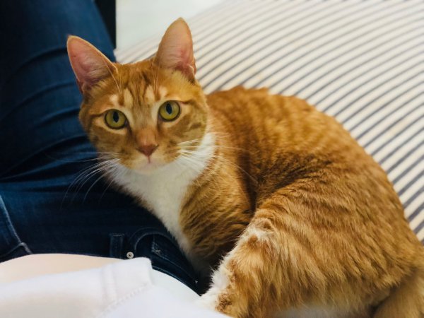 橘猫的性格特点是什么