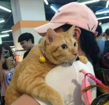 橘猫的性格特点是什么