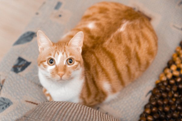 橘猫的性格特点是什么