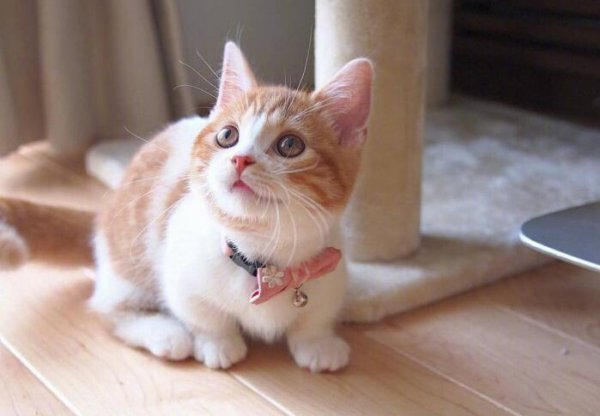 橘猫的性格特点是什么