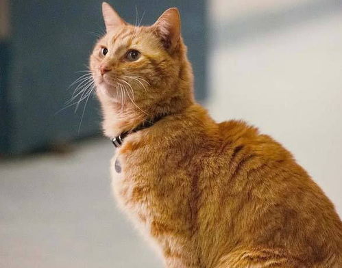 橘猫的性格特点是什么