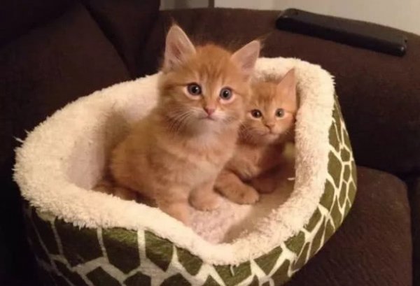 橘猫的性格特点是什么