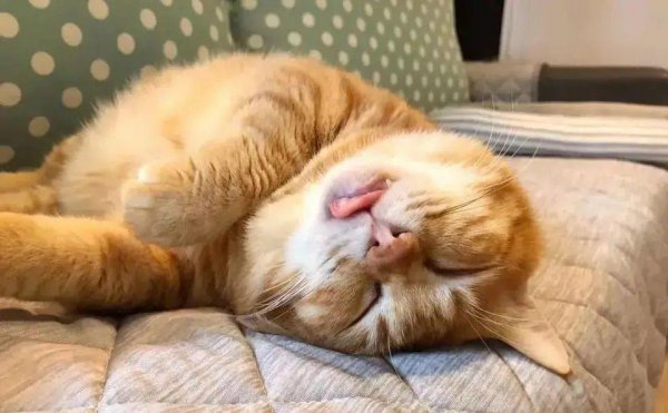 橘猫的性格特点是什么