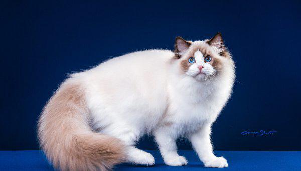 纯种布偶猫怎么看品相