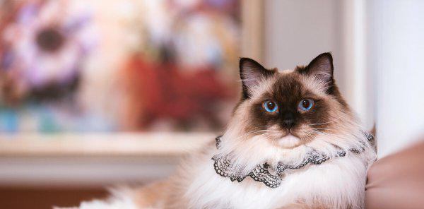 纯种布偶猫怎么看品相