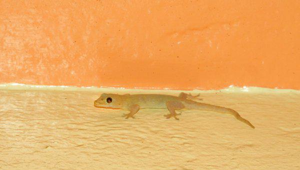 家里有壁虎是什么征兆