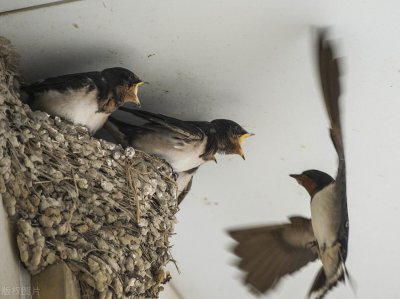 燕窝是什么东西怎么形成的 吃的燕窝是燕子的口水吗